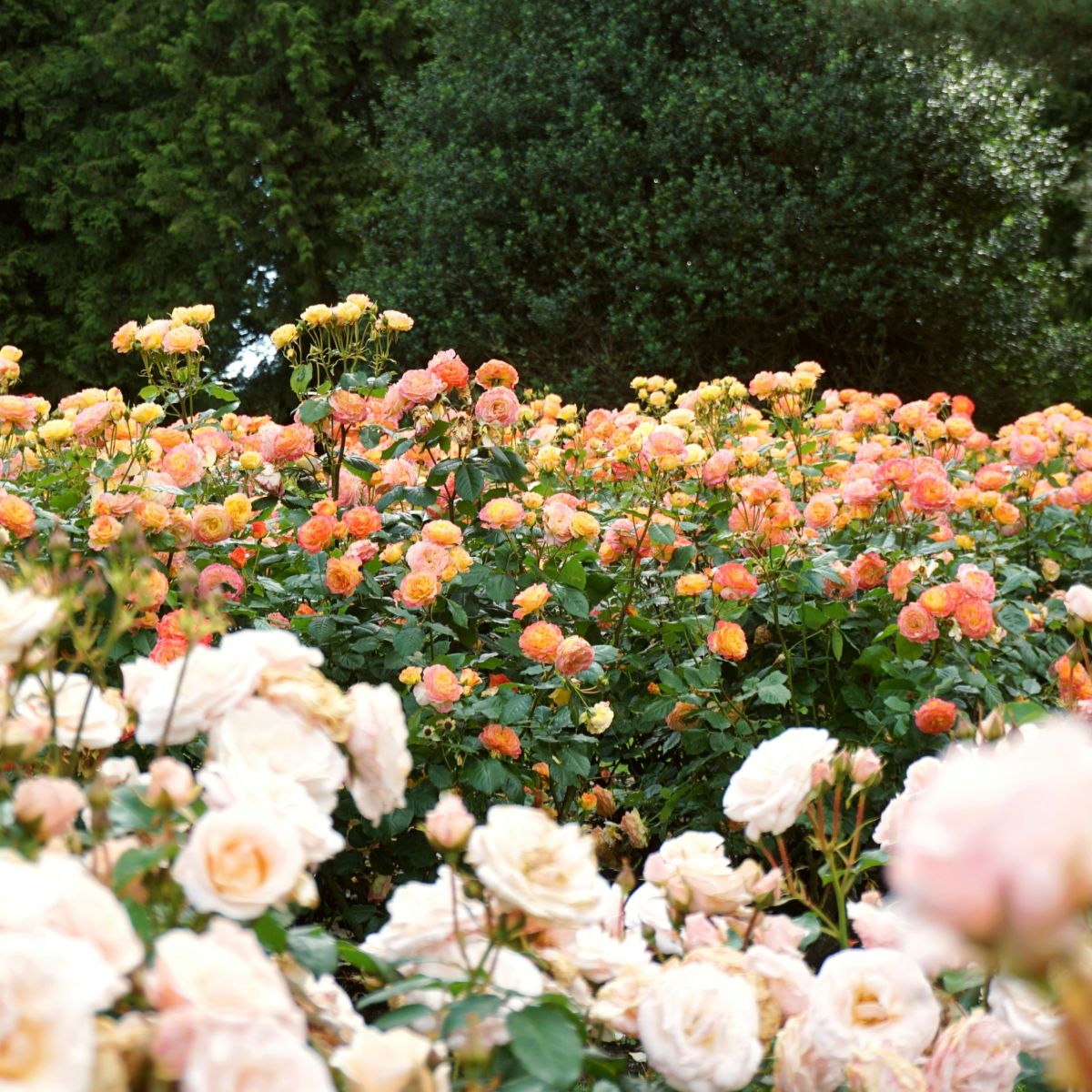 Rose garden