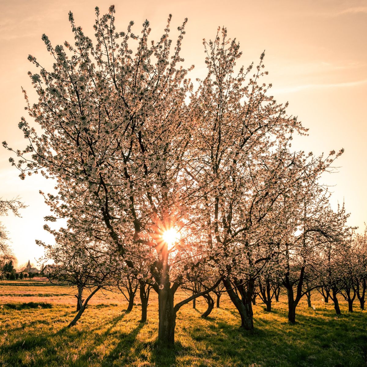 Sun shining through trees