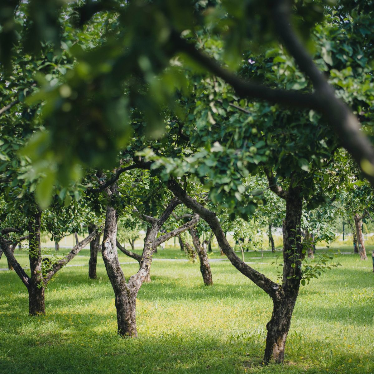 Orchard of fruit trees
