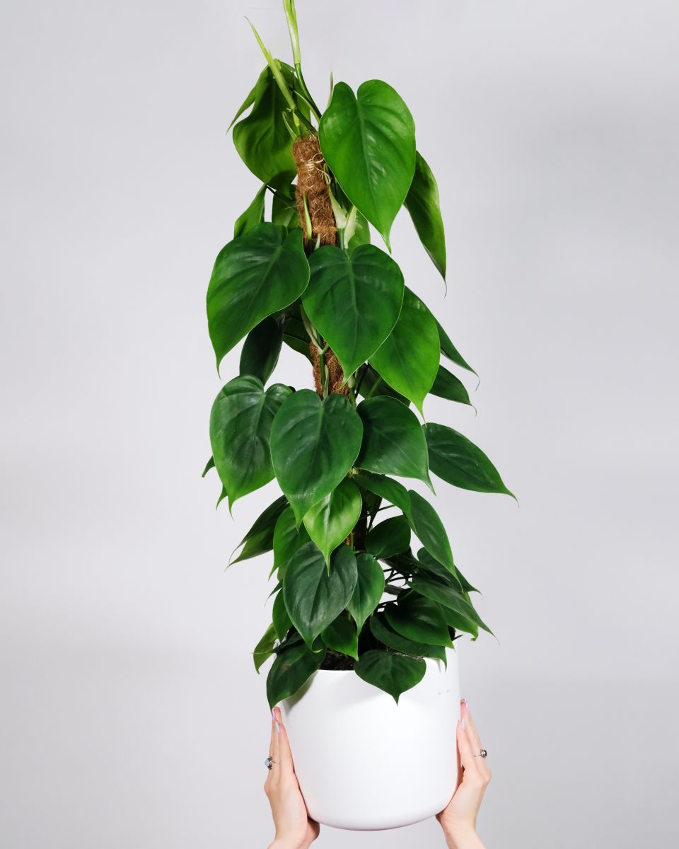 Heart shaped leaves on plant in pot