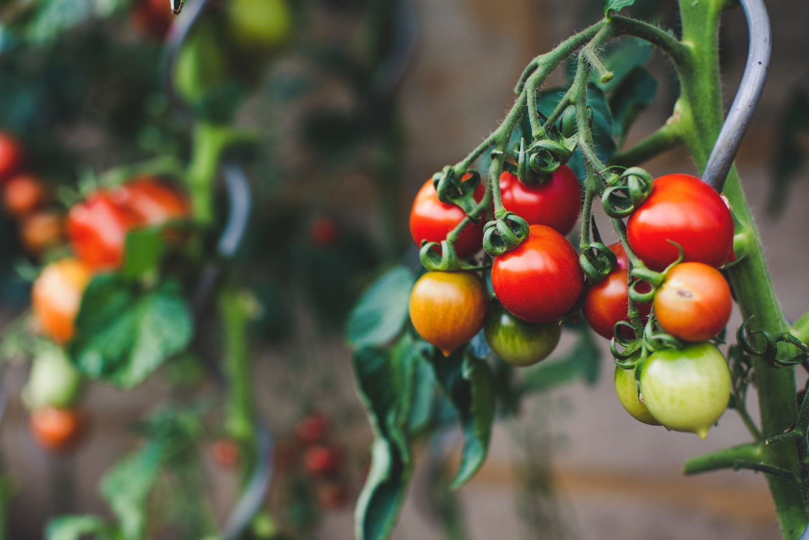Cherry tomatoes growing on vine