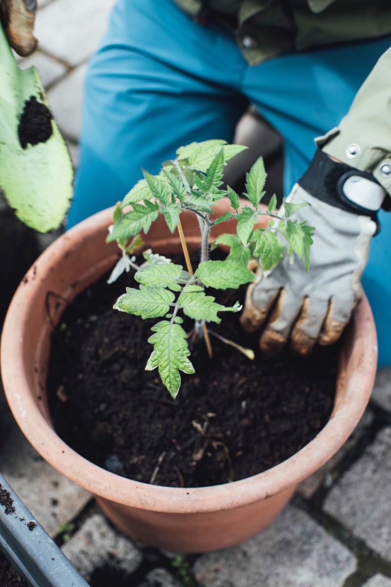 Person planting tomato plant