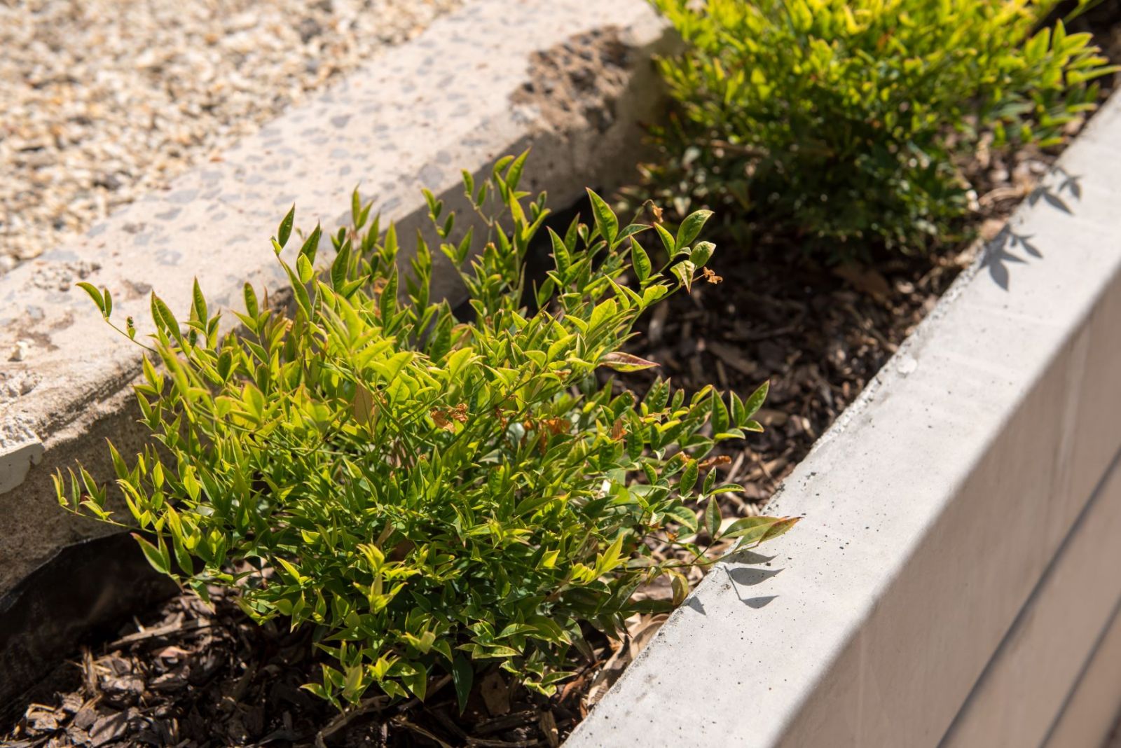 Mulch in garden bed