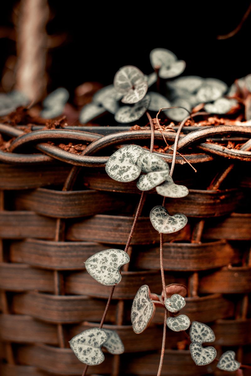 Heart leaves shown against woven plant pot