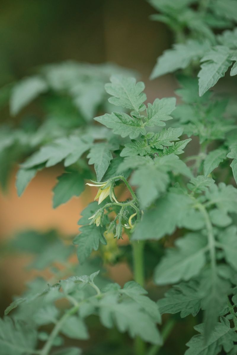 Tomato plant