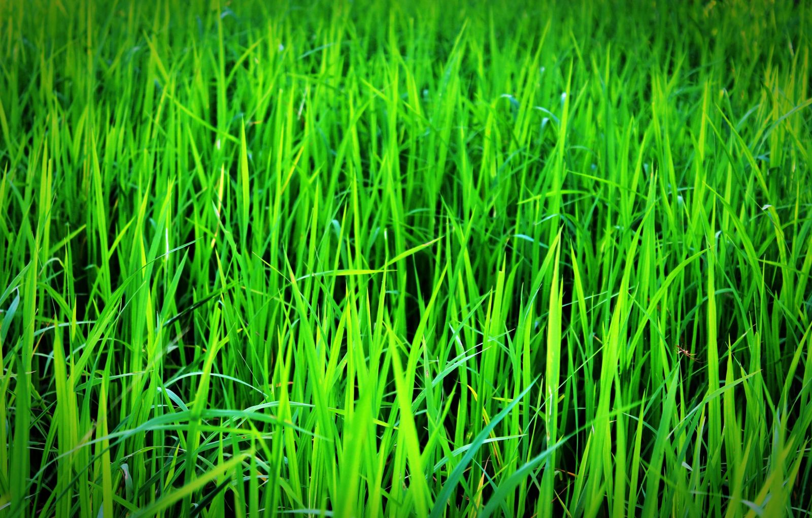 Grass up close