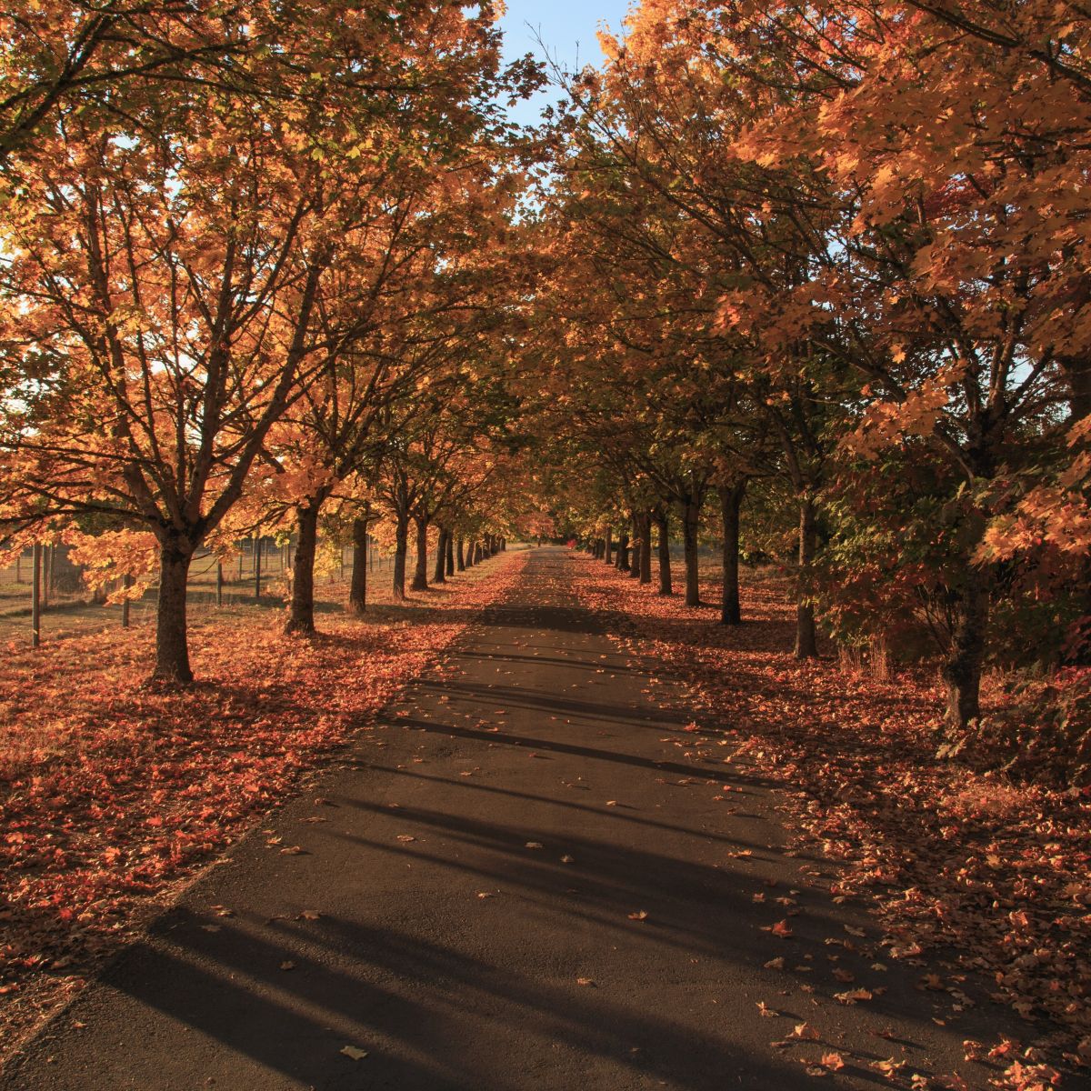Road lined with trees