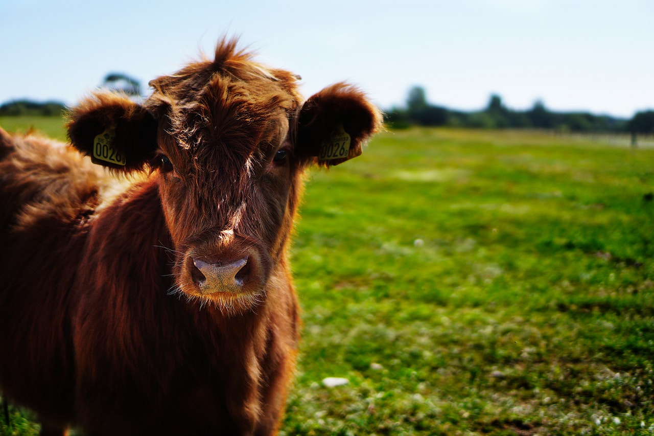 Cow in green paddock
