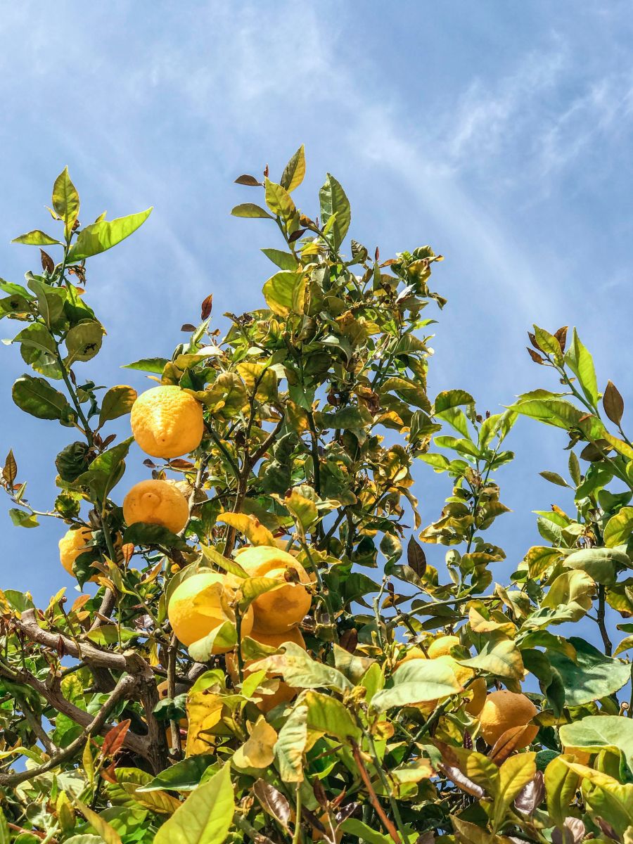 Lemons on tree