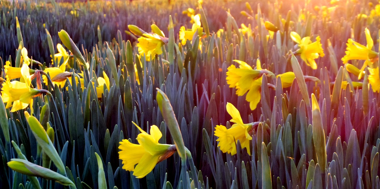 Field of daffodils