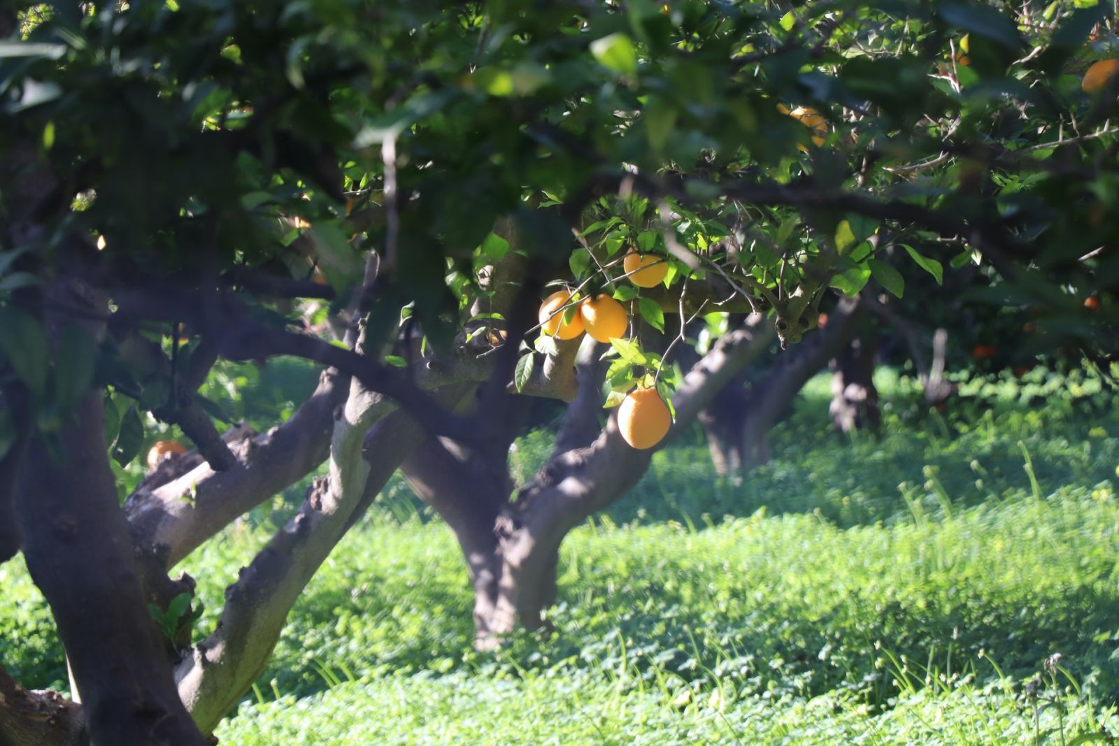 Lemon tree with lemons