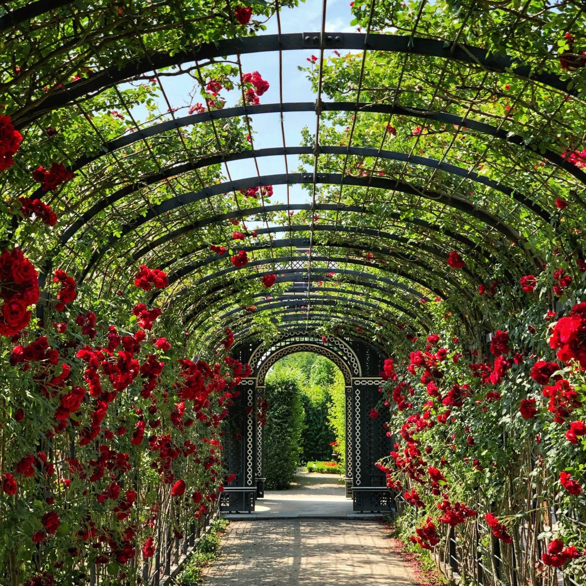 Red Roses on canopy