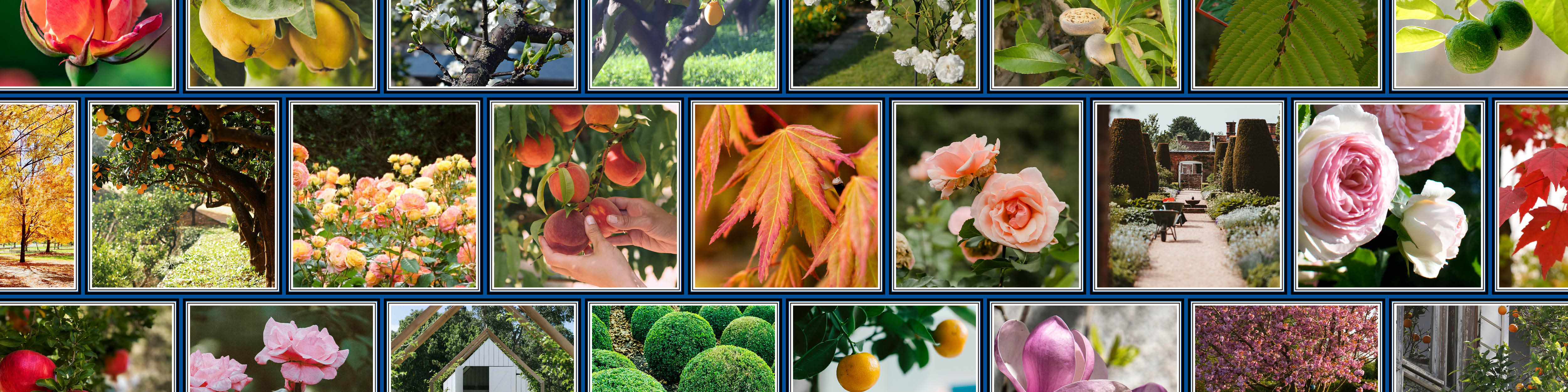 Fruit Trees, Ornamentals and Roses