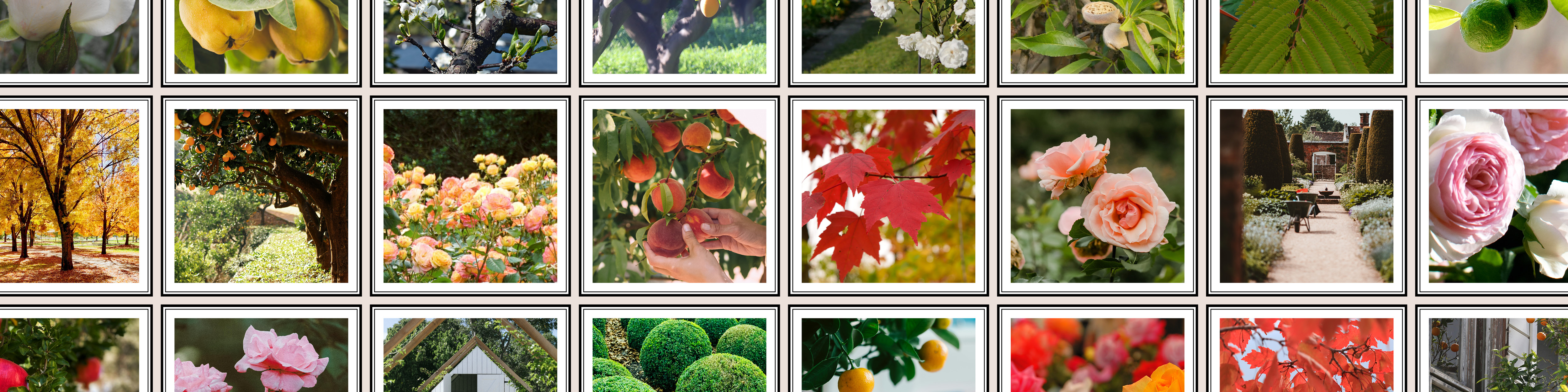 Fruit & Citrus Trees, Ornamentals and Roses