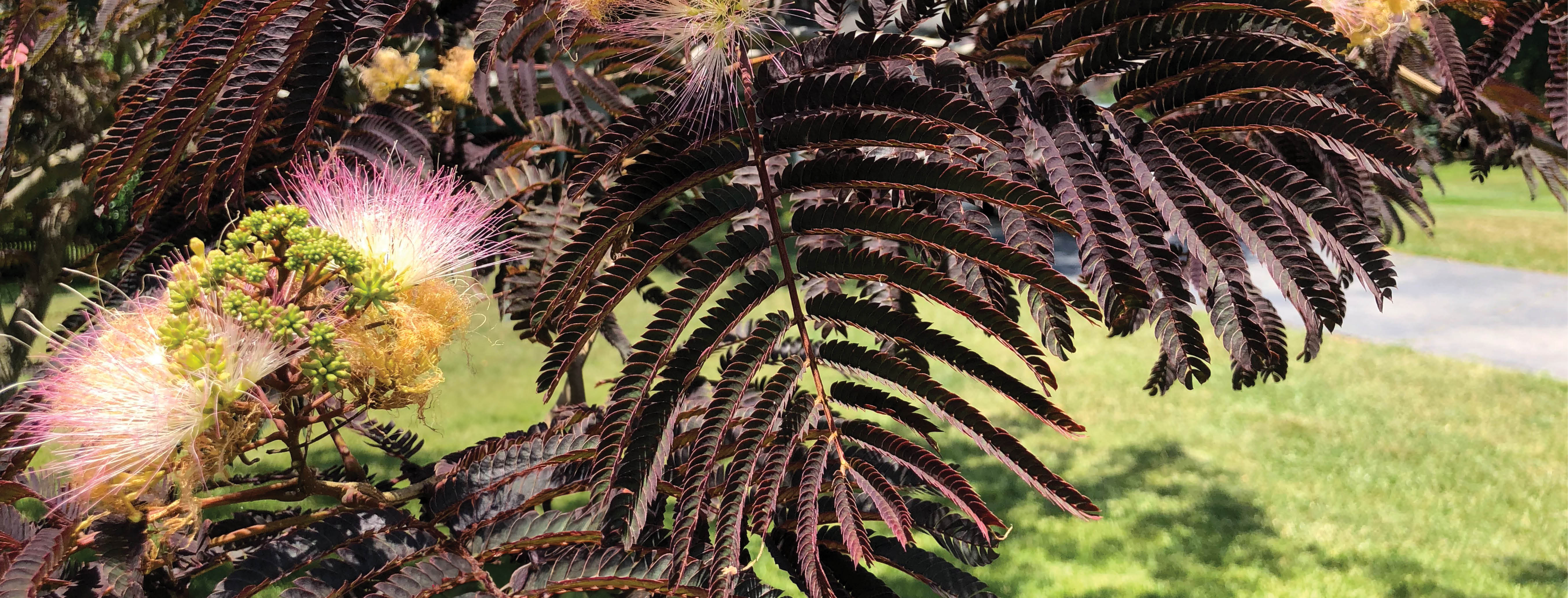 Albizia julibrissin 'Chocolate Fountain'