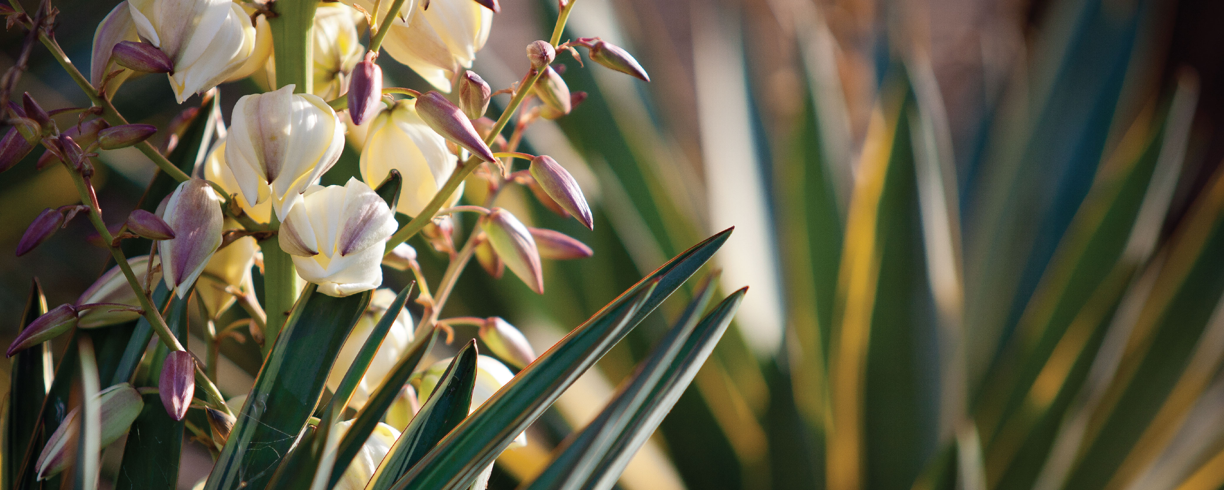ASQ Garden & Landscape