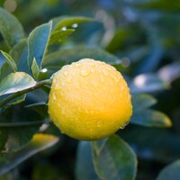 Lisbon Lemon