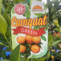 Green Cumquat