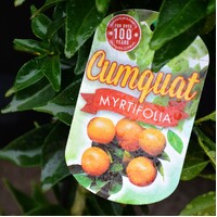 Myrtifolia Chinotto Cumquat