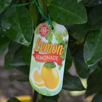 Lemonade Lemon