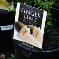 Pink Ice Finger Lime