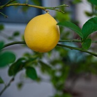Dwarf Meyer Lemon