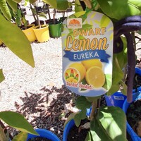 Dwarf Eureka Lemon