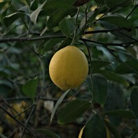 Dwarf Lisbon Lemon