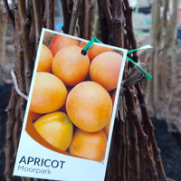 Apricot Moorpark