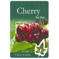 Cherry Sir Don