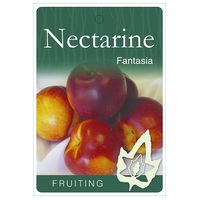 Nectarine Fantasia