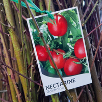 Nectarine Goldmine