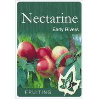 Nectarine Early Rivers