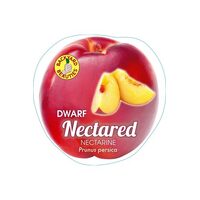 Nectarine Necta Red