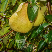 Pear Williams Bon Chretien