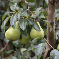 Pear Packhams Triumph