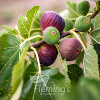 Figs Black Genoa