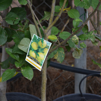 Apple Golden Delicious