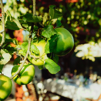 Apple Granny Smith