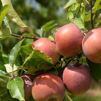 Apple Fuji Red