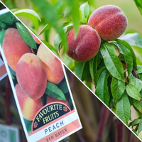 Peach Two Way Anzac/Red Haven