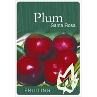 Plum Santa Rosa