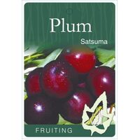 Plum Satsuma