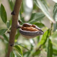 Almond Self Pollinating