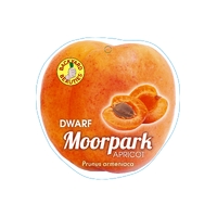 Apricot Dwarf Moorpark