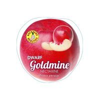 Nectarine Dwarf Goldmine