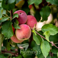 Apple Dwarf Fuji