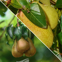 Pear Multi-Graft William/Brurre Bosc