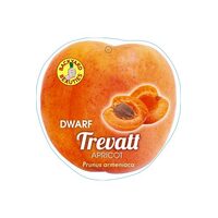 Apricot Dwarf Trevatt