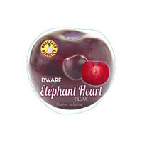 Plum Dwarf Elephant Heart